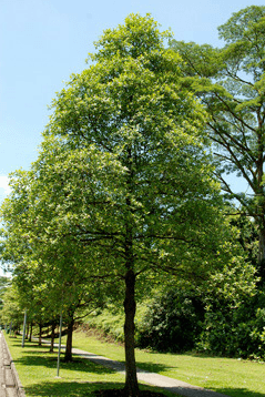 image005